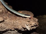 00395-1951 Racer Snake in Racer Cave - Photo by GKS (Cropped)